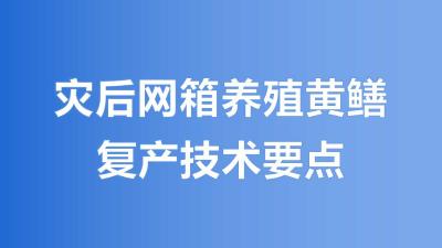 灾后网箱养殖黄鳝的复产技术要点