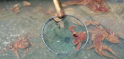 水产养殖又添新成员，八爪鱼可以人工养殖了！市场潜力巨大！