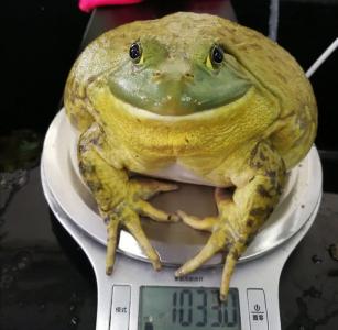“印钞蛙”来了！冲破13.5元/斤，亩赚超30万元！