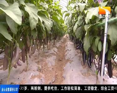 “科研+传媒”助力农业新科技便携入农家