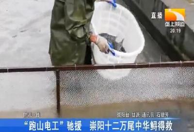 “跑山电工”驰援 崇阳十二万尾中华鲟得救