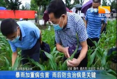暴雨加重病虫害 雨后防虫治病是关键