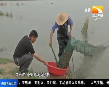 苗种小虾销路不畅 养殖户提前清沟种稻