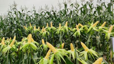 玉米种植户必看！强风暴雨导致玉米倒伏、茎折到底要不要扶？
