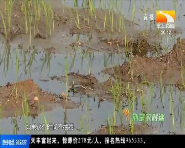 7月24日荆楚农时课