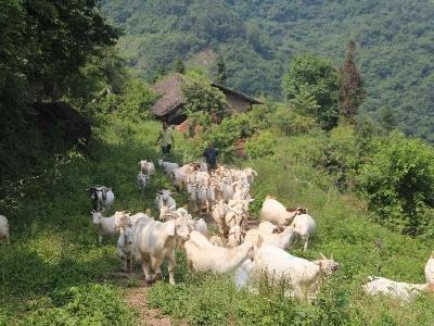 新洲金德胜发羊财住洋楼 曾两次受挫干部两施援手