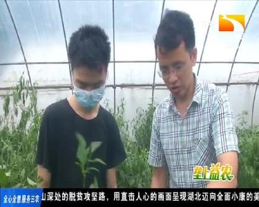 垄上行 2020-06-30