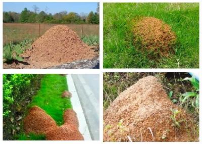 看到这种小红土堆，速离！有人已中招