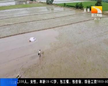 咸宁嘉鱼：抢抓雨歇间隙 种粮乡亲加紧抢收早稻