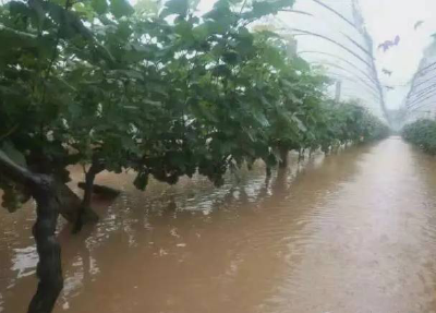 水灾对葡萄生产不利影响，受灾后要如何补救？
