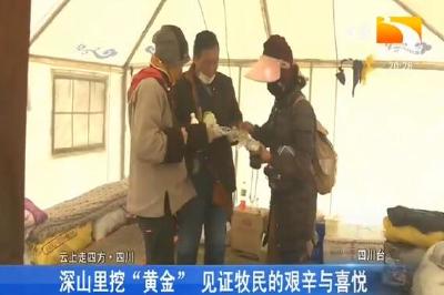 深山里挖“黄金” 见证牧民的艰辛与喜悦