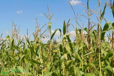 玉米批发价多少钱一吨？下半年行情走势如何？