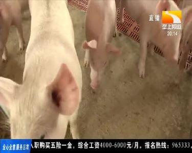 仔猪卖出了肥猪价 一头利润超千元