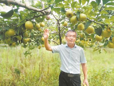 城里来的博士成了“梨子特派员” 5年坚守带来新品种新技术