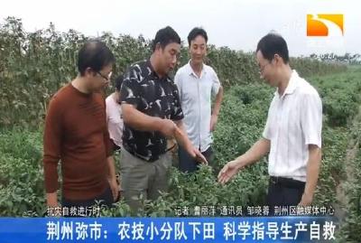 荆州弥市：农技小分队下田 科学指导生产自救
