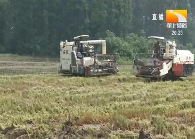 荆州监利：抢抓雨停间隙 抢收24万亩早稻