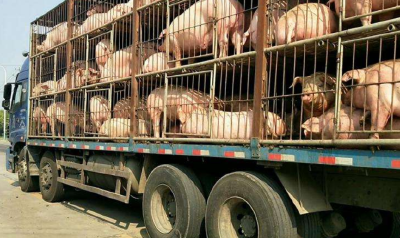 7月1日起，生猪收购贩运须实名登记