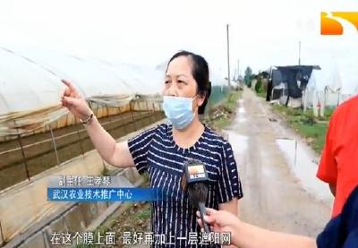 抓住降雨间歇期 农技专家现场指导抗灾复产