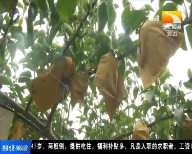 梨树“整形塑身” 梨子个大质优又俏销