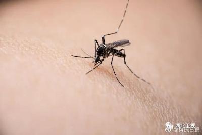 蚊子能传播新冠病毒吗?新研究首次证实！