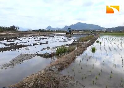 洪湖调拨57万斤种子 助力农户恢复生产
