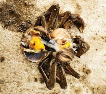 水草腐烂从而引起螃蟹烂鳃该如何处理？