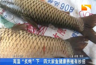 高温“炙烤”下 四大家鱼健康养殖有妙招