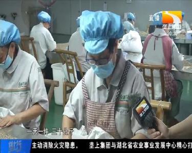 “云上”种药材 合作社半年出口200万美元