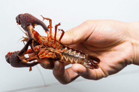 长点心吧！水产店老板卖小龙虾赚了30元，被罚5000元！