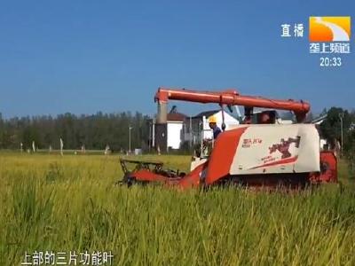赤壁迎来第一季再生稻收割 质量收购价格均好于去年