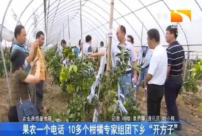 果农一个电话 10多个柑橘专家组团下乡“开方子”