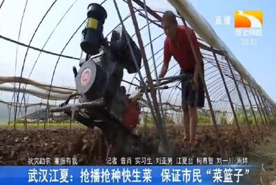 武汉江夏：抢播抢种快生菜 保证市民“菜篮子”