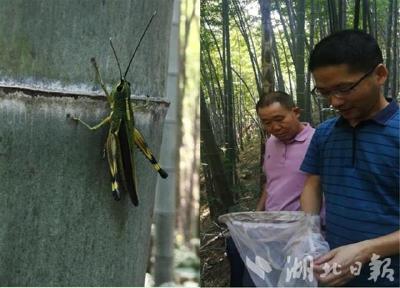 防范境外蝗虫入侵 湖北省林防总站发布监测防控预案