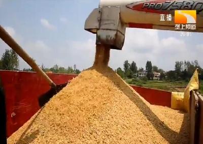湖北再生稻种植大县25万亩头季稻收割 价高市场俏