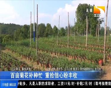 百亩菊花补种忙 重拾信心盼丰收