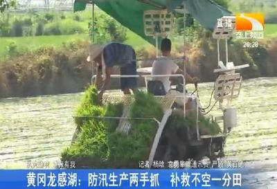 黄冈龙感湖:防汛生产两手抓 补救不空一分田