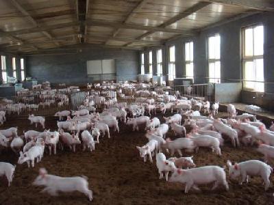 国内猪肉价格持续上涨 我国新增6家美国肉企对华出口