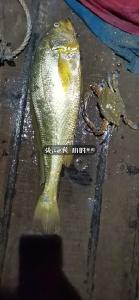 中国水产科学研究院发布大黄鱼锥体虫病应急防控预案