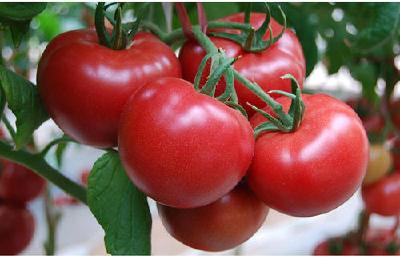 番茄晚疫病的防治措施