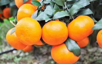 柑橘行情扑朔迷离，果农期待落袋为安，如何让柑橘提早成熟上市？