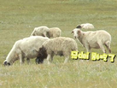 蒙古国送给湖北的3万只羊长成这样了！一大波实拍来袭