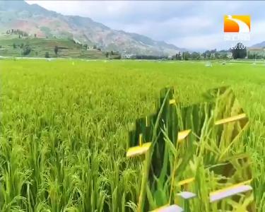 垄上行 2020-08-01