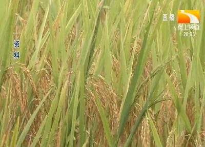 优质稻种扎根湖北 每年为粮农增收1亿元