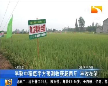 早熟中稻每平方预测收获超两斤 丰收在望