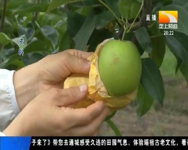 梨子卖出超一年 16万多元货款收不回