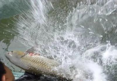 同鱼不同水，养出来的品质不一样！养鱼老手良心总结，常见水华种类及其识别你知多少？