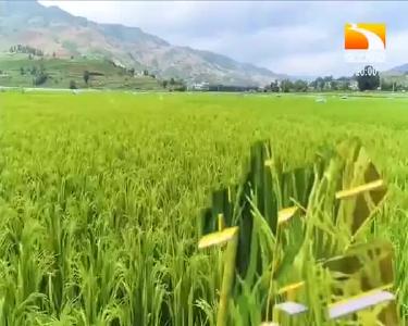 垄上行 2020-08-20