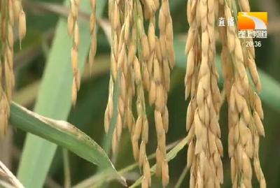 水稻选对种 种田省心产量高