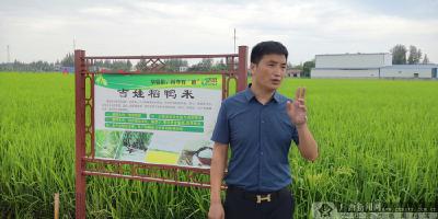 湖南：稻田+鸭子（小龙虾）农民从稻田里“挖”效益