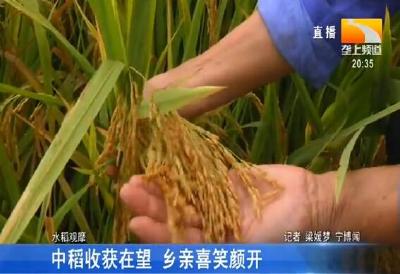 中稻收获在望 乡亲喜笑颜开